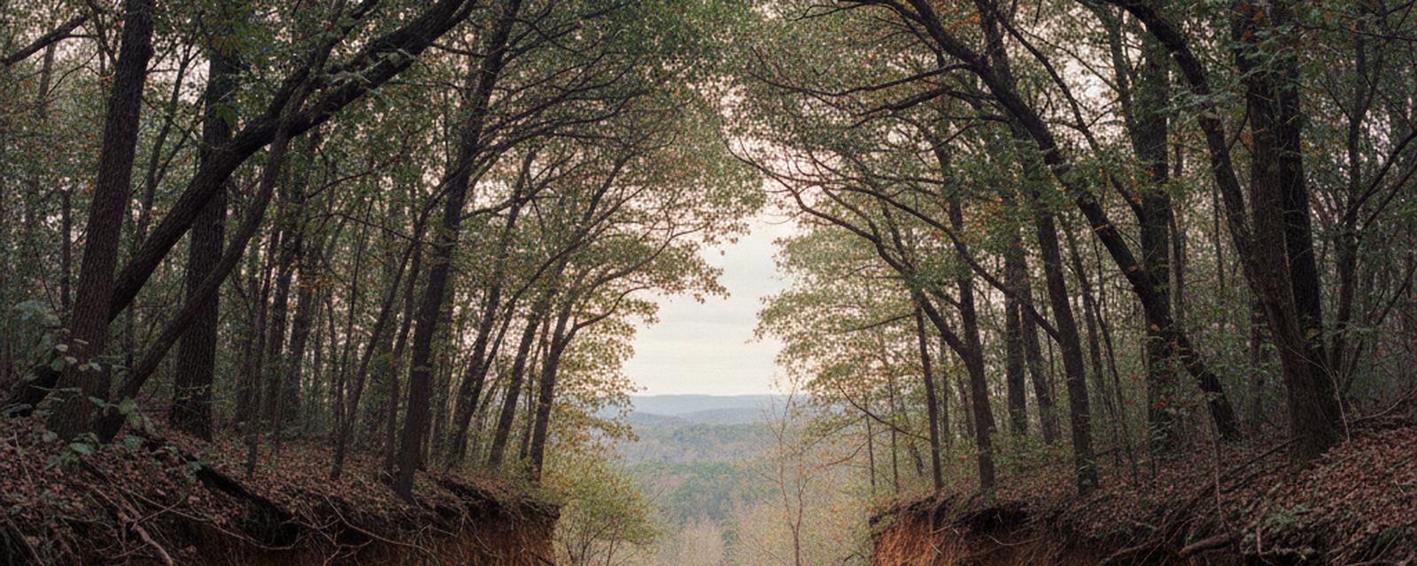 Eroded reddish earth banks with exposed roots frame a gap where tall slender trunks arch overhead, opening onto wooded slopes and hazy ridges under a pale overcast sky.